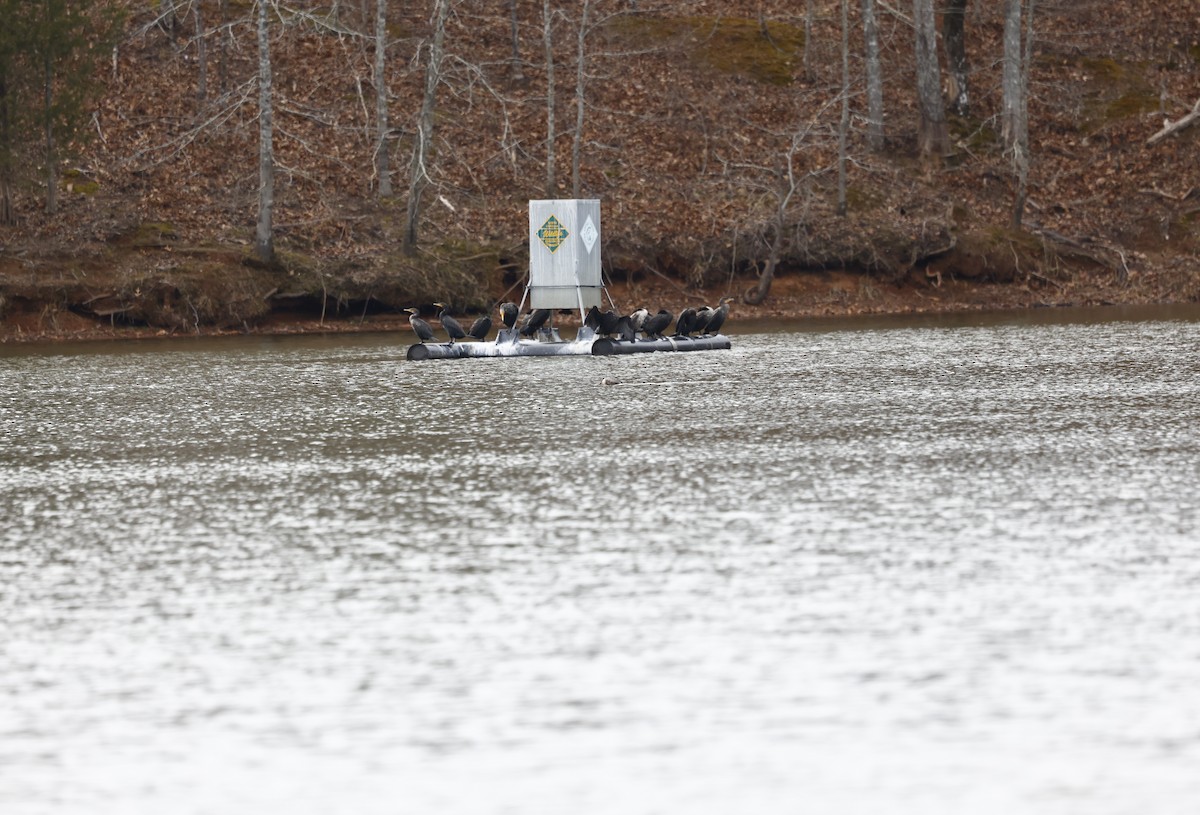 Double-crested Cormorant - ML650781995