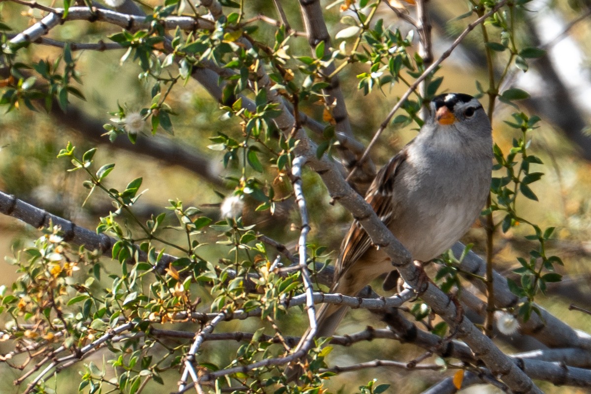White-crowned Sparrow - ML650781996