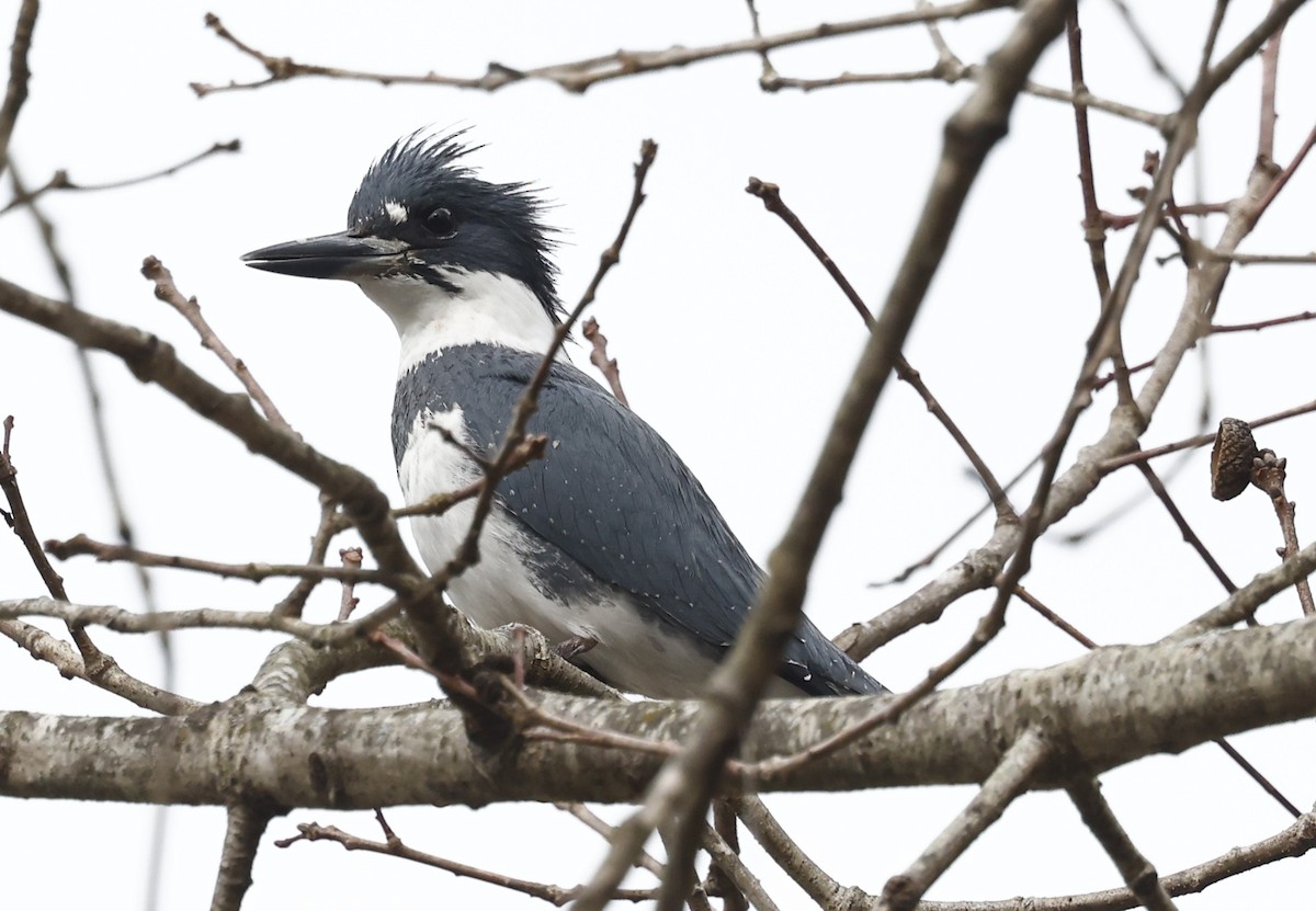 Belted Kingfisher - ML650782049