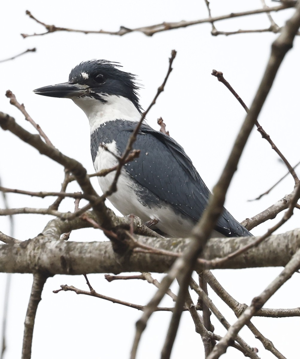 Belted Kingfisher - ML650782050