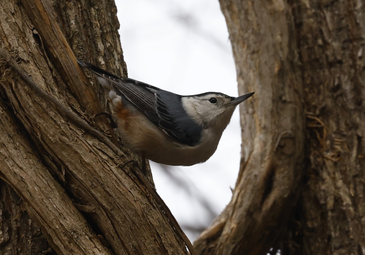 White-breasted Nuthatch - ML650782071