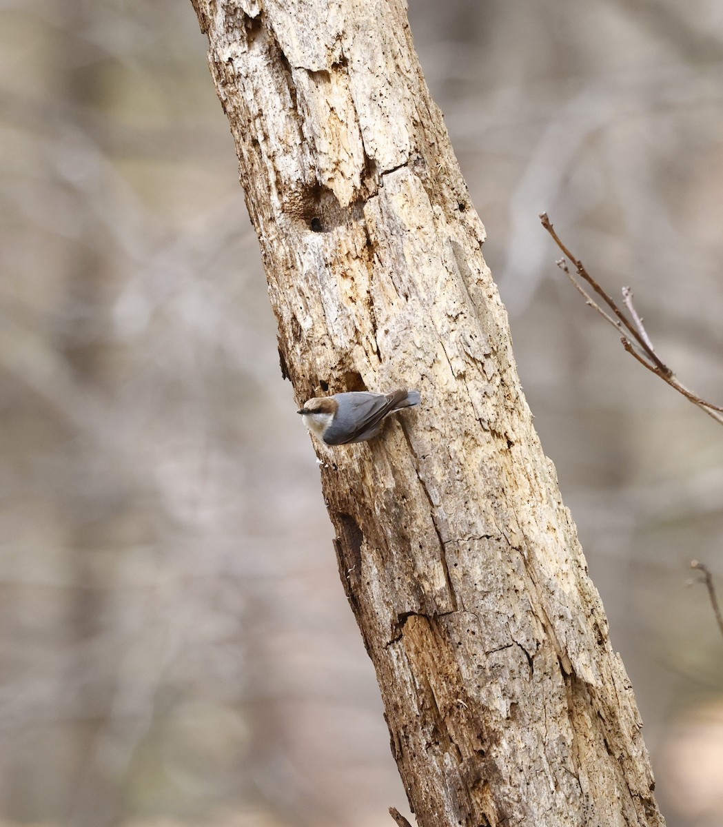 Brown-headed Nuthatch - ML650782081