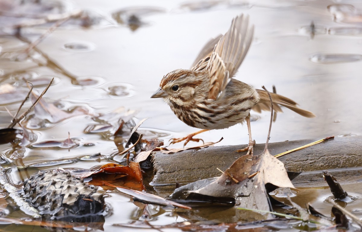 Song Sparrow - ML650782098
