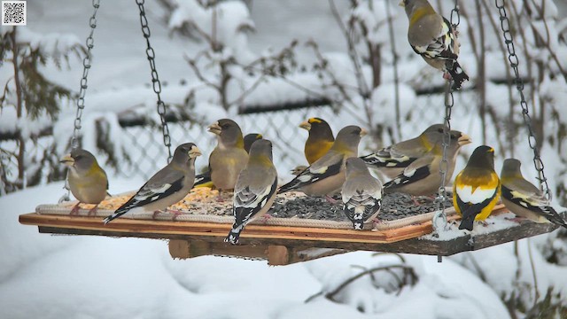 キビタイシメ - ML650782138