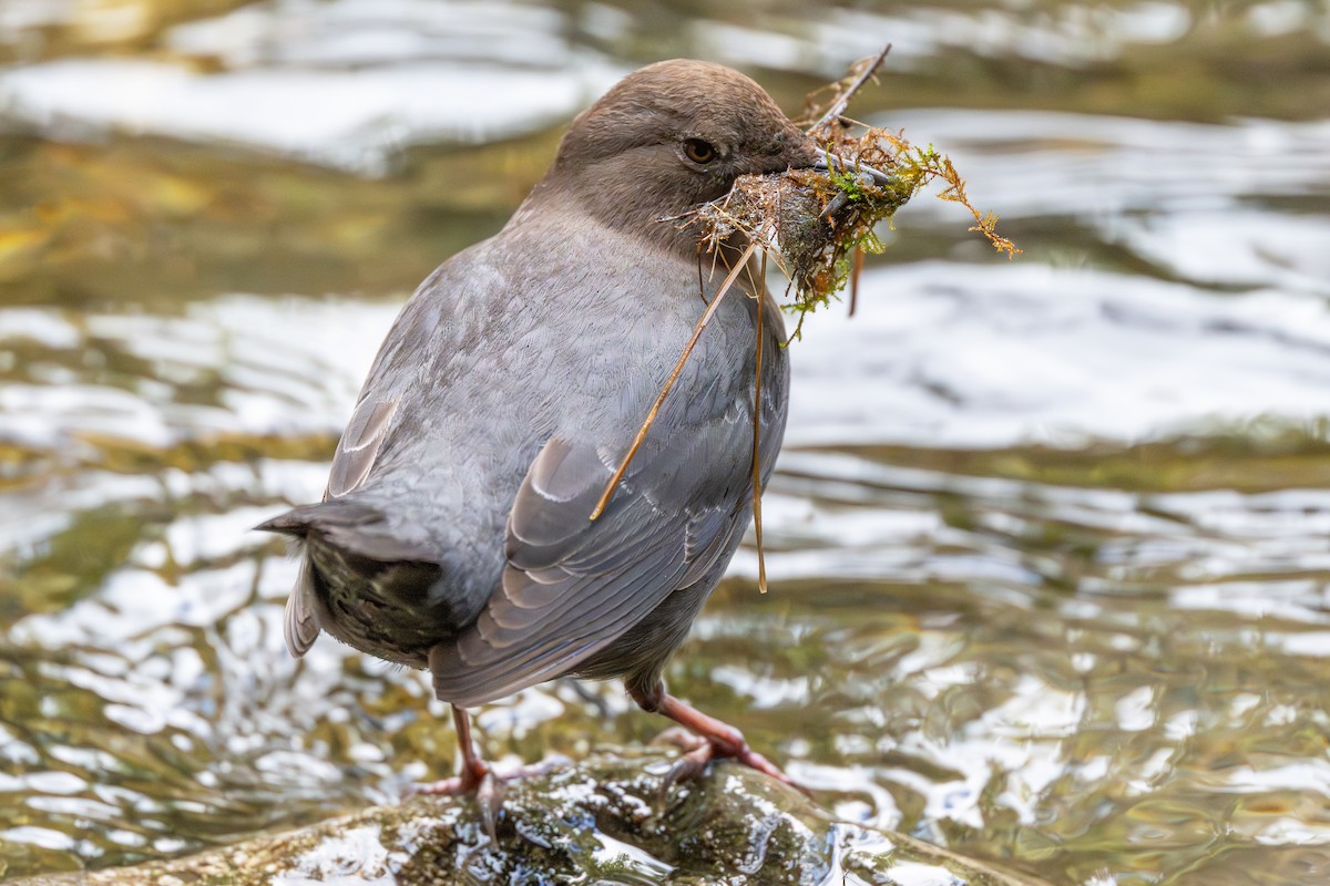 American Dipper - Karen Kreiger
