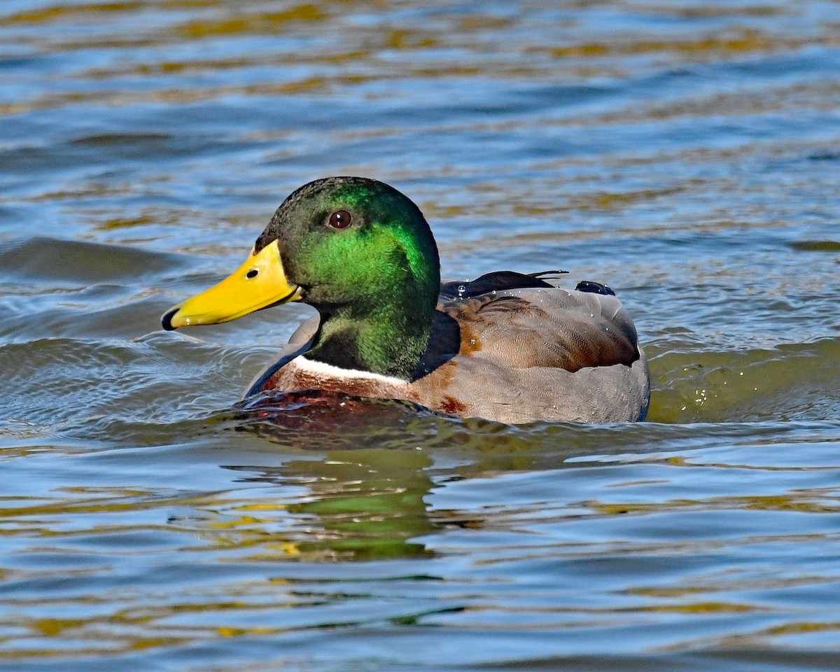 Mallard - ML650782184