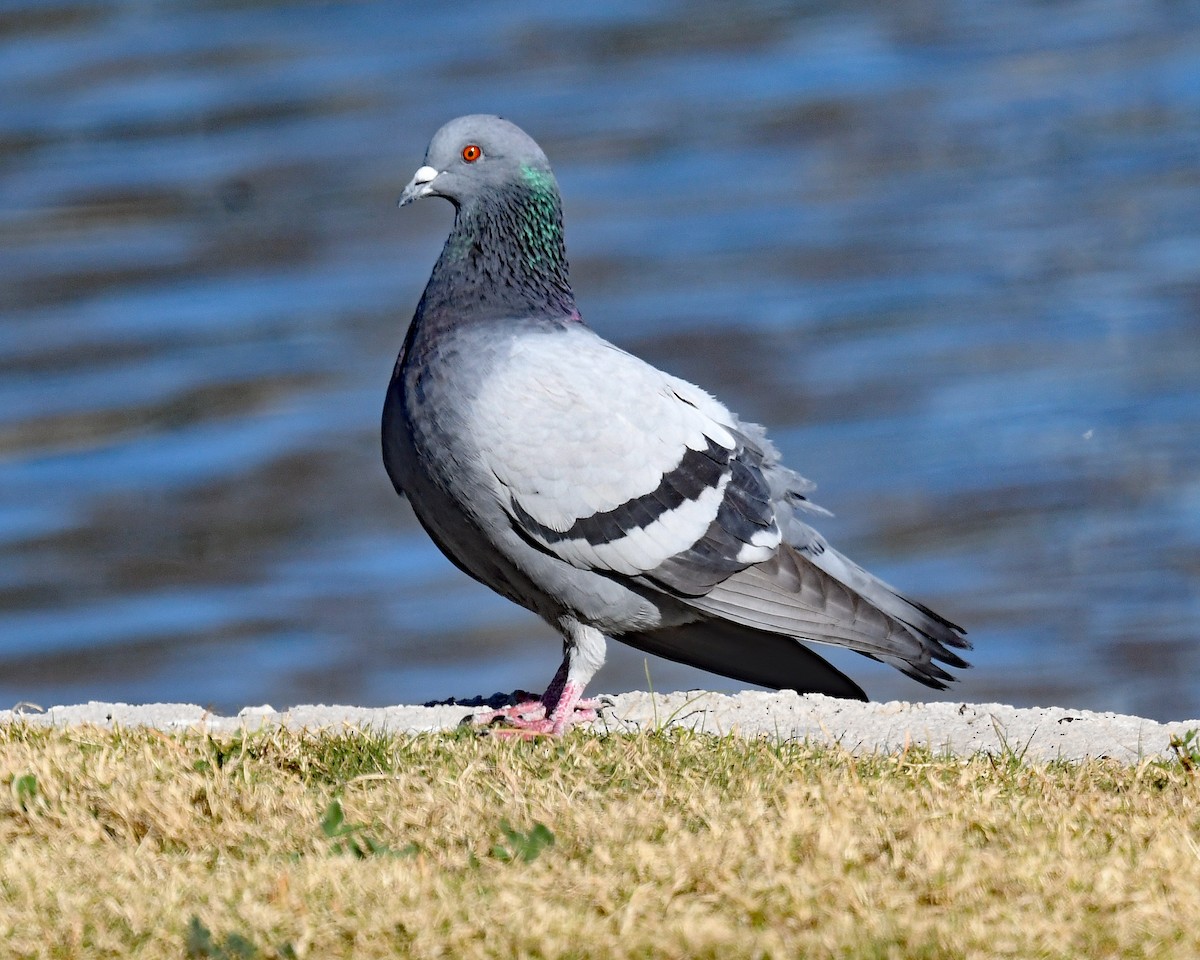 Rock Pigeon (Feral Pigeon) - ML650782200