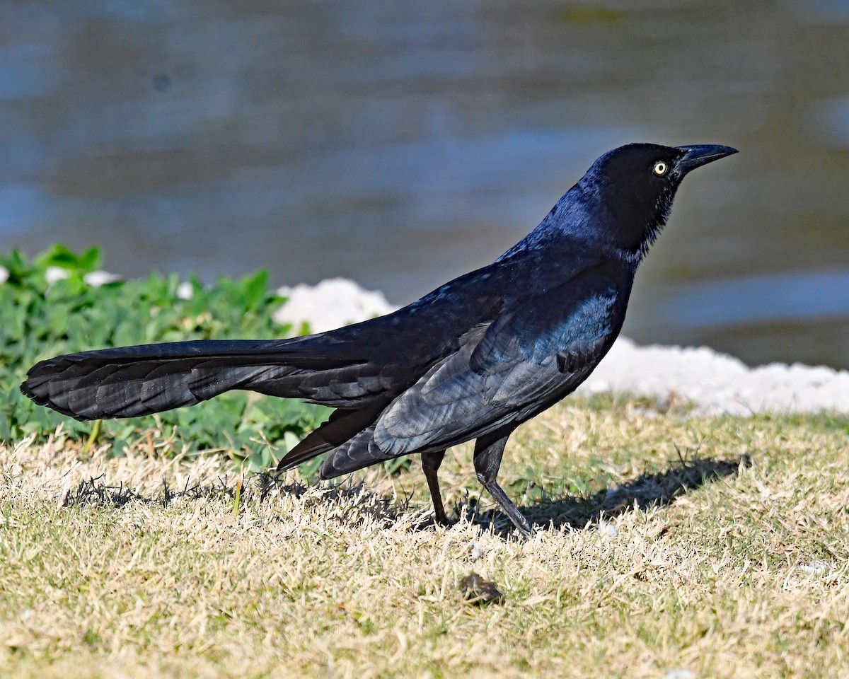 Great-tailed Grackle - ML650782214