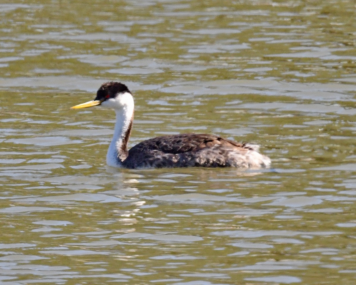 Western Grebe - ML650782234