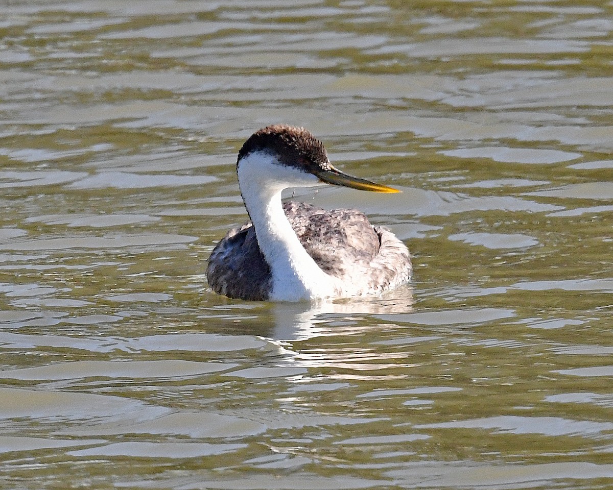 Western Grebe - ML650782242