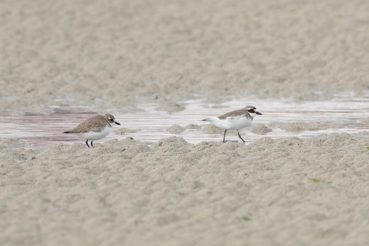 sand-plover sp. - ML650782264