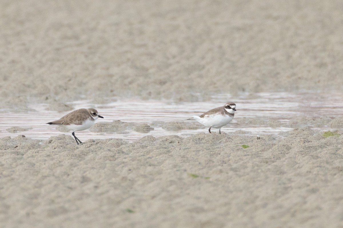 sand-plover sp. - ML650782265