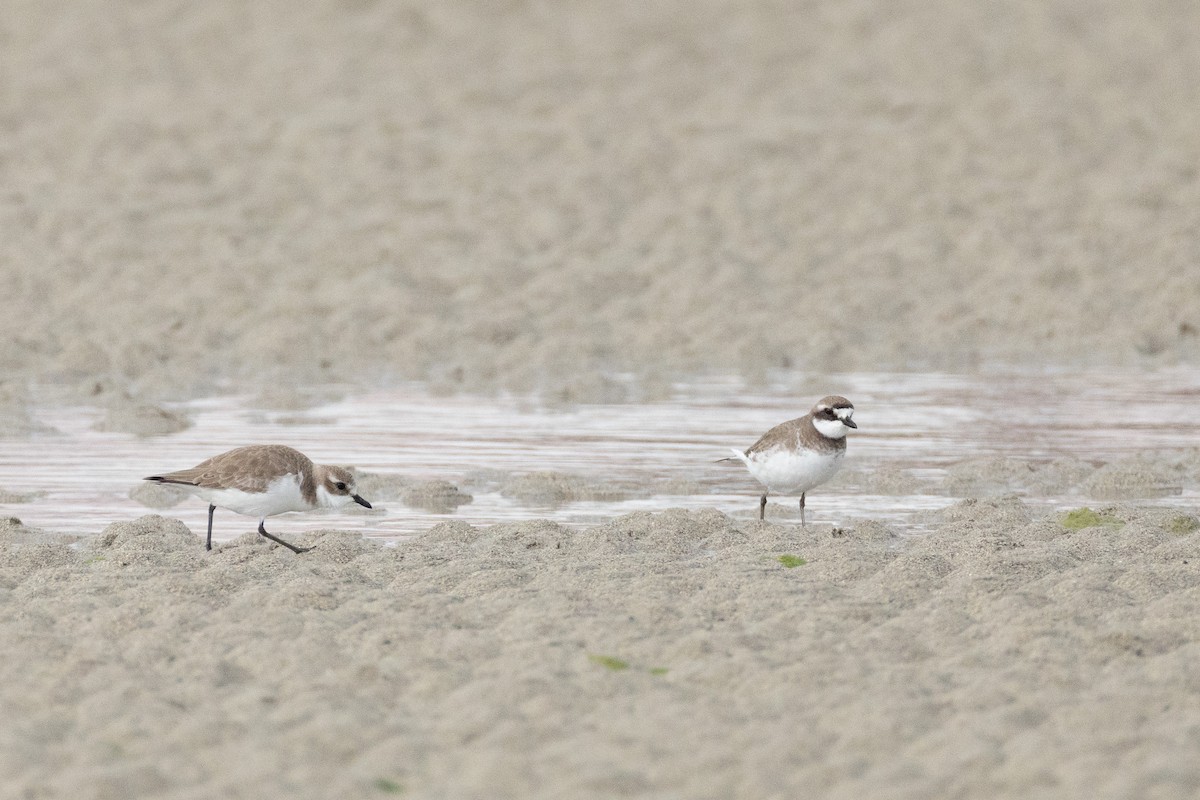 sand-plover sp. - ML650782266