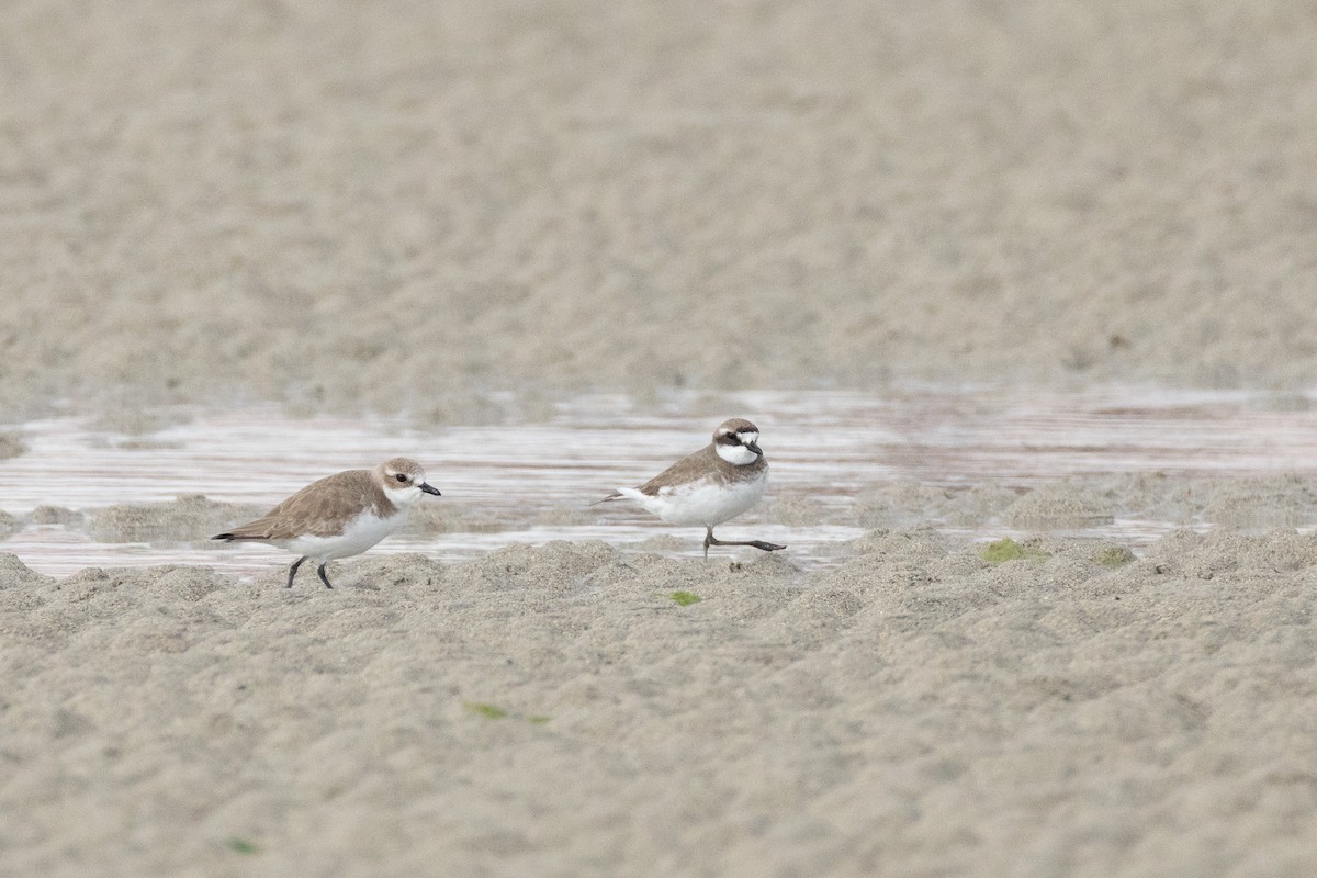 sand-plover sp. - ML650782267