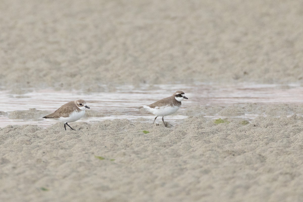 sand-plover sp. - ML650782268