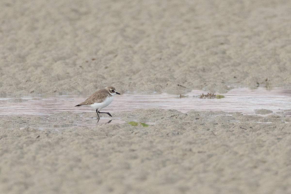 sand-plover sp. - ML650782269