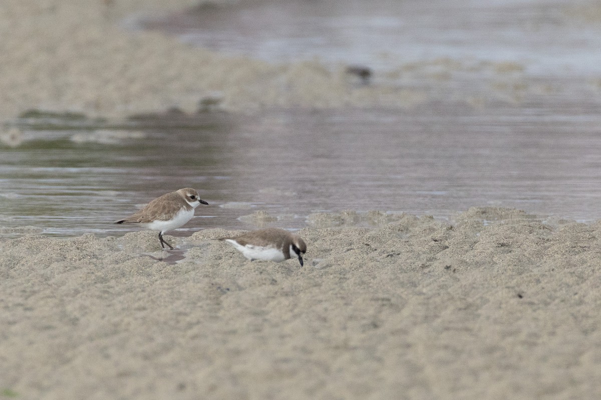 sand-plover sp. - ML650782270