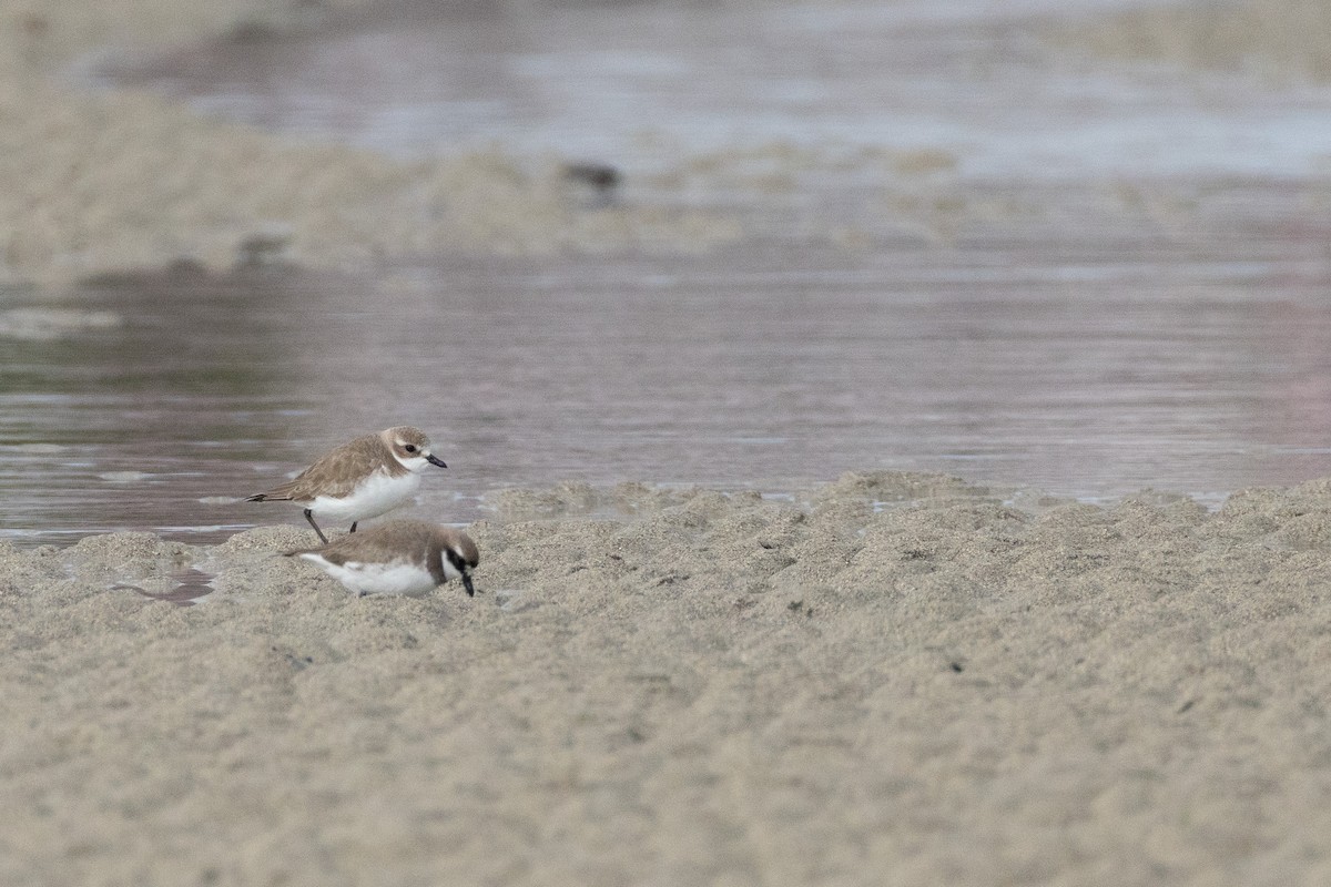 sand-plover sp. - ML650782271