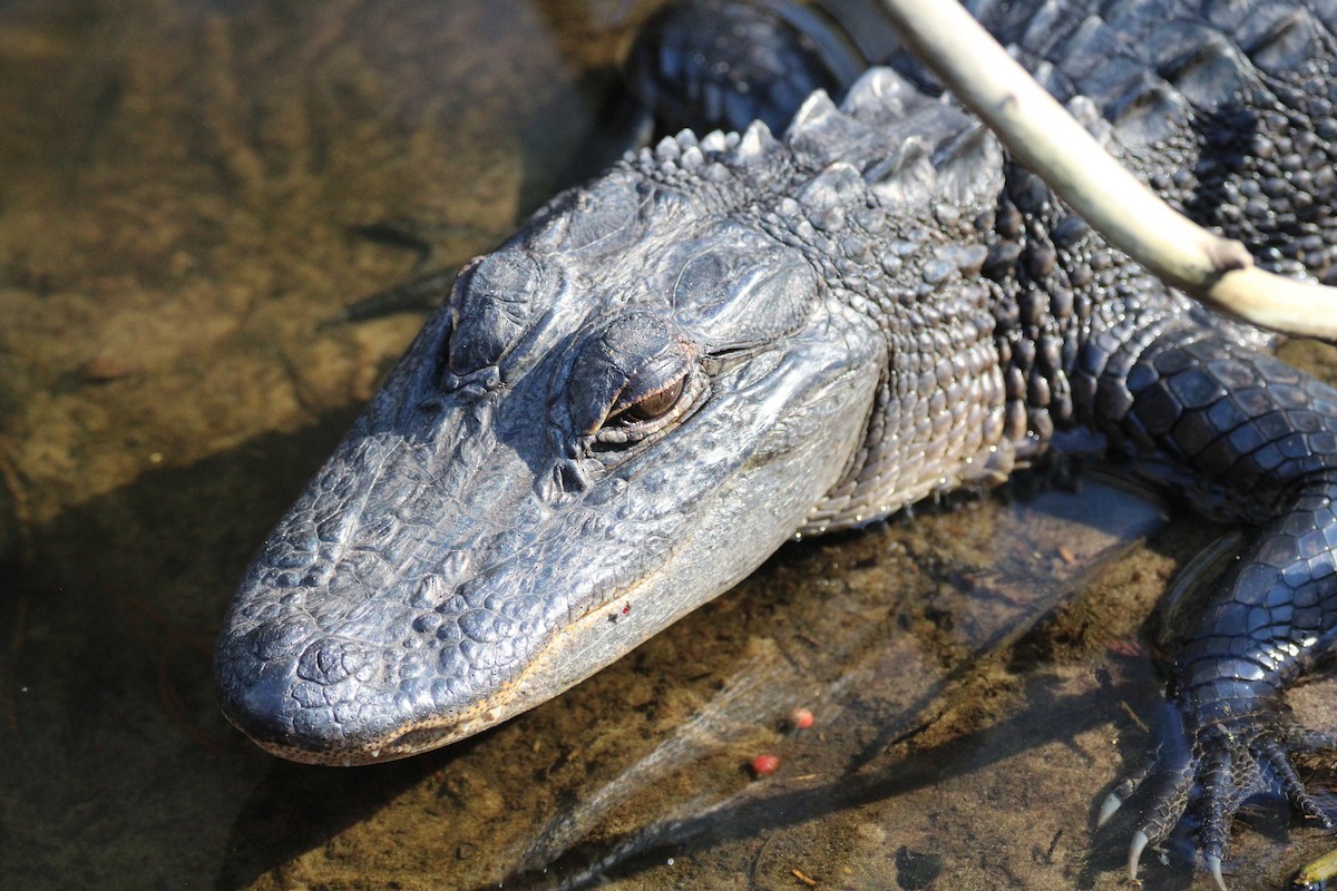 Animals - ML650782499