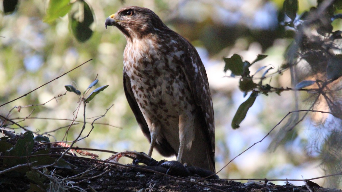 Red-shouldered Hawk - ML650782511