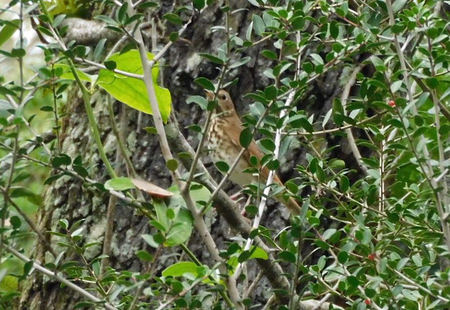 Hermit Thrush - ML650782571