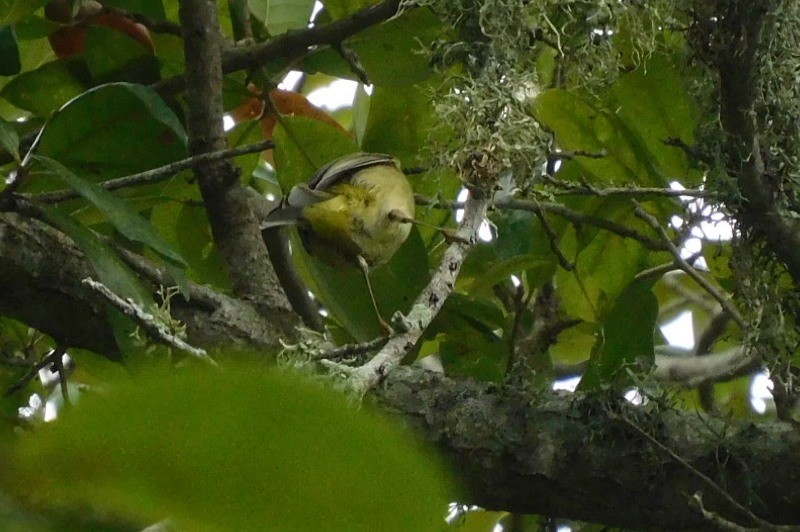 Orange-crowned Warbler - ML650782576