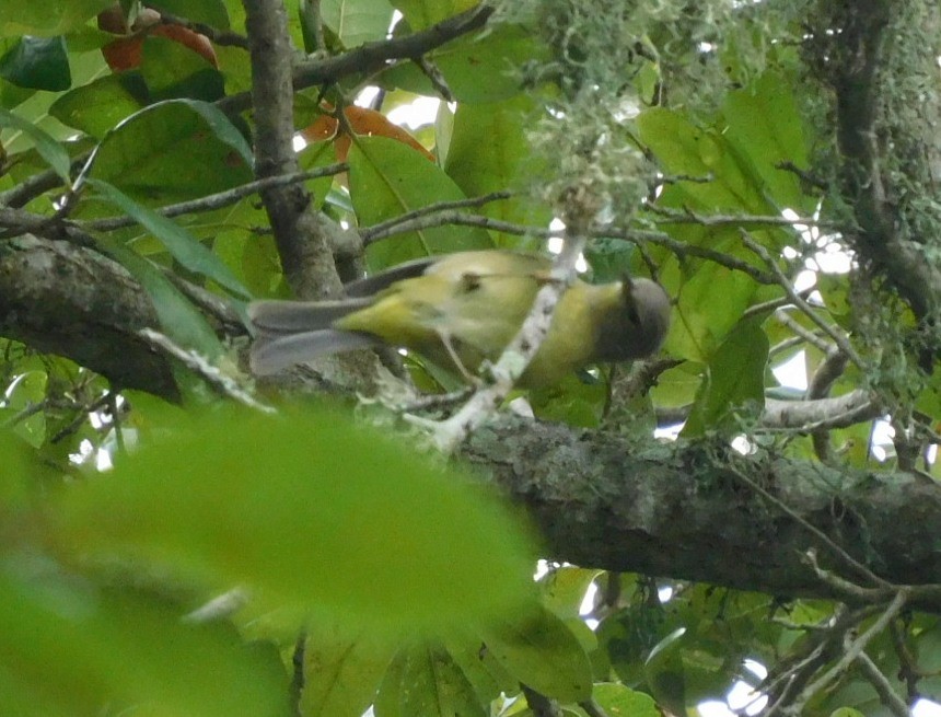 Orange-crowned Warbler - ML650782577