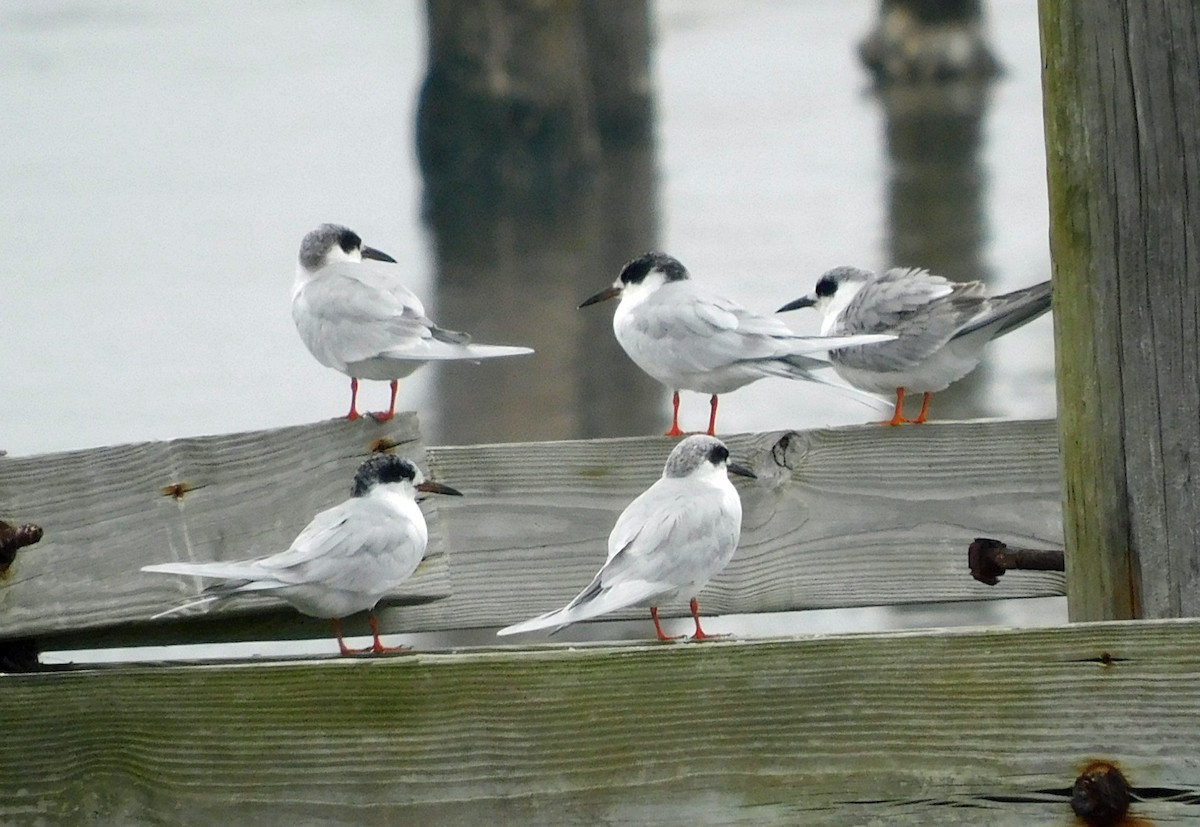 Forster's Tern - ML650782599