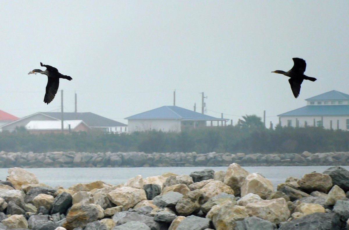 Double-crested Cormorant - ML650782604