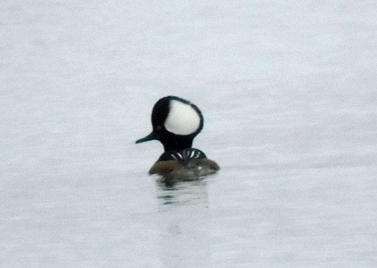 Hooded Merganser - ML650782629