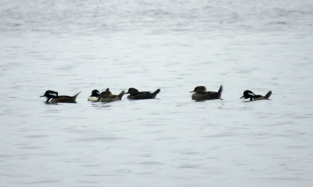 Hooded Merganser - ML650782630