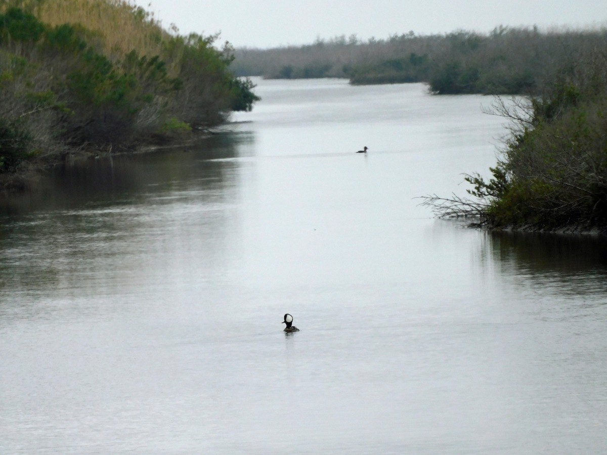 Hooded Merganser - ML650782631