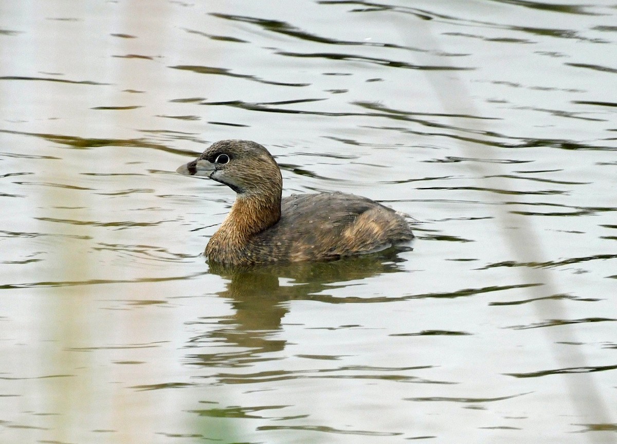 Pied-billed Grebe - ML650782637
