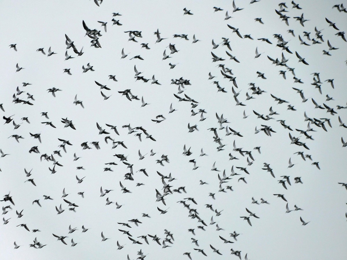 黑腹濱鷸 - ML650782647