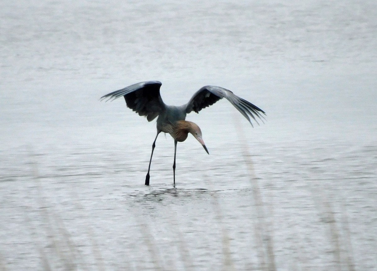 Reddish Egret - ML650782651