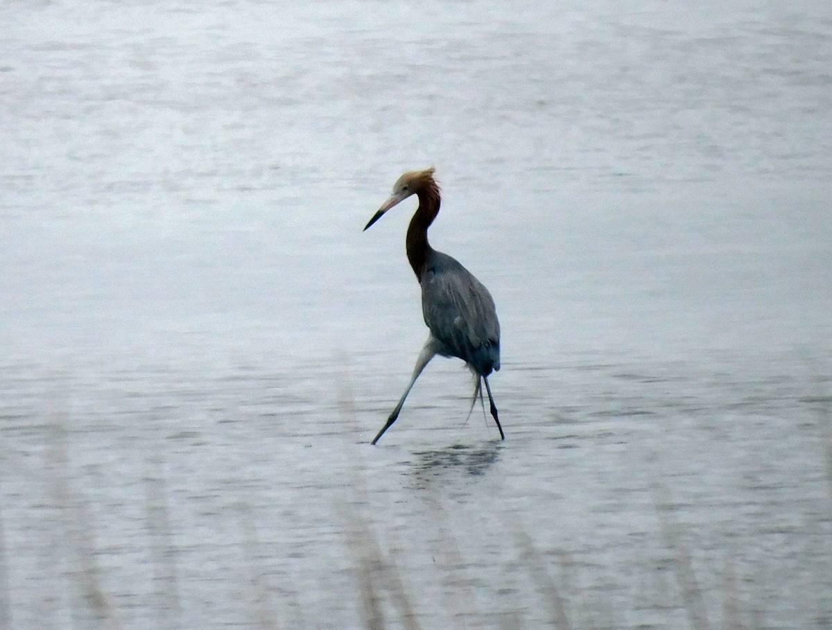 Reddish Egret - ML650782652