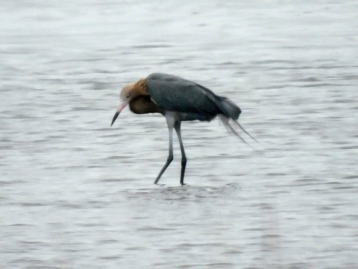 Reddish Egret - ML650782653