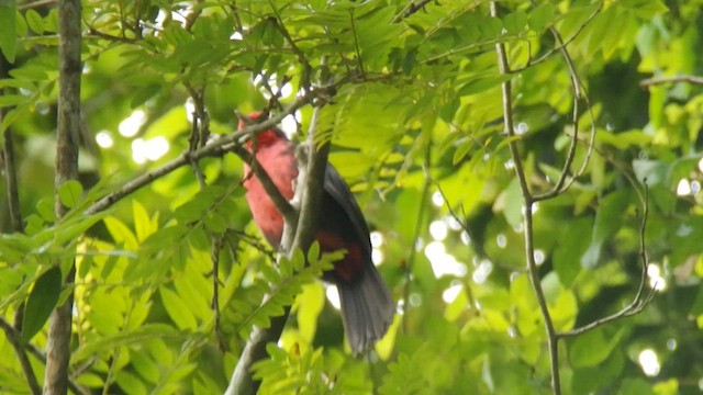 Rosy Thrush-Tanager - ML650782716