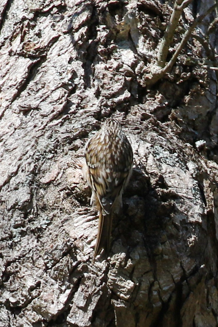 Agateador Americano - ML650782866