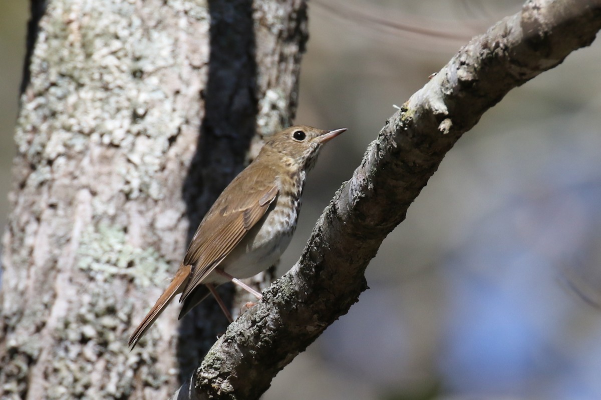 Zorzalito Colirrufo - ML650782873