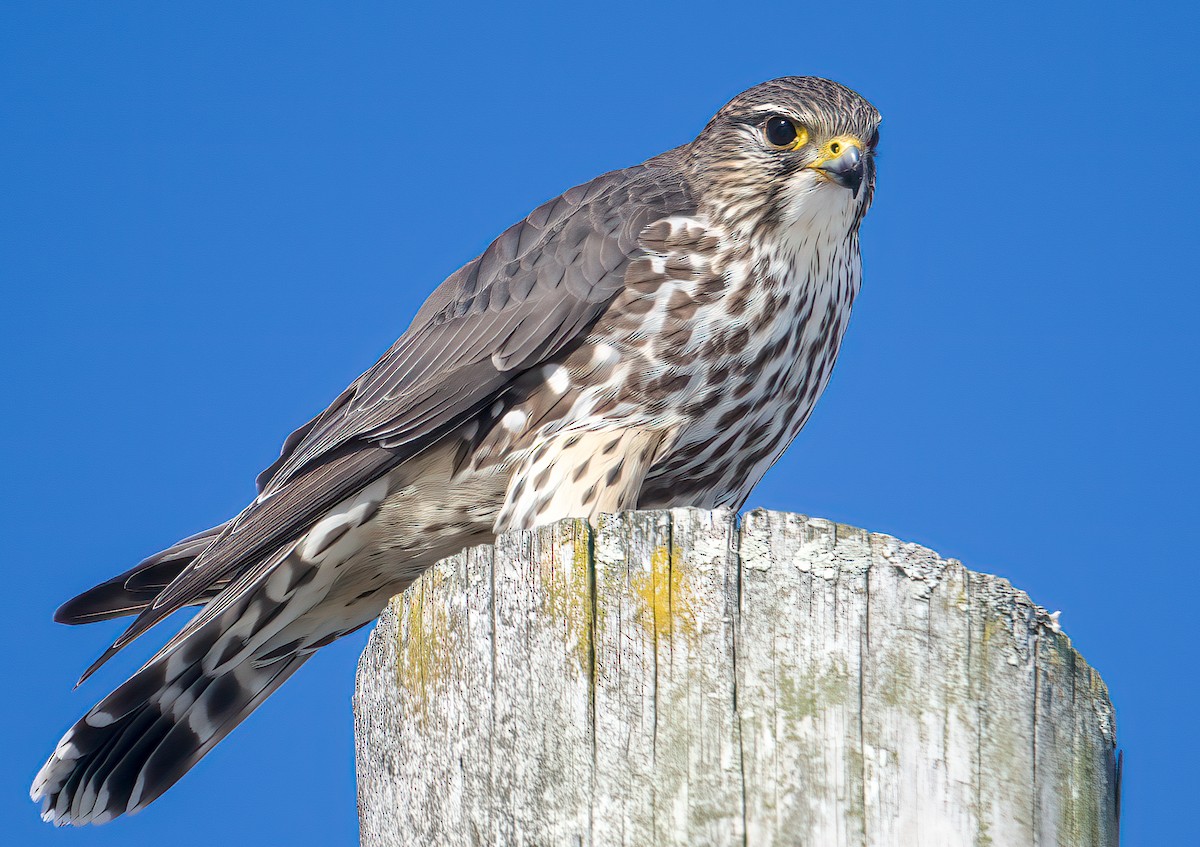 Merlin - ML650782929