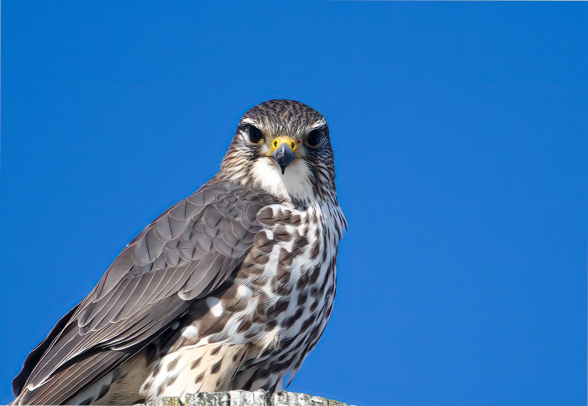 Merlin - ML650782950