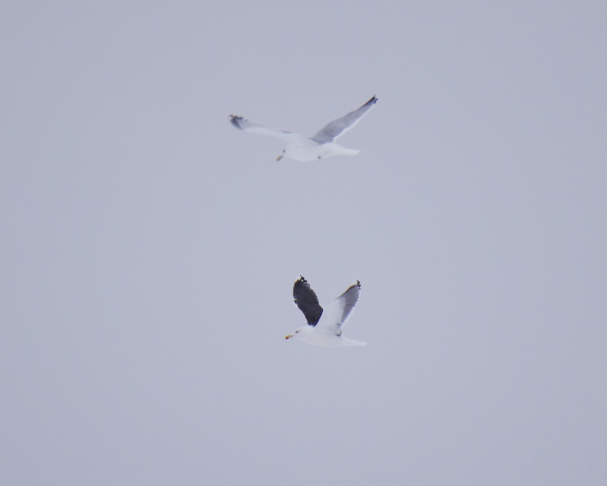 Great Black-backed Gull - ML650783143