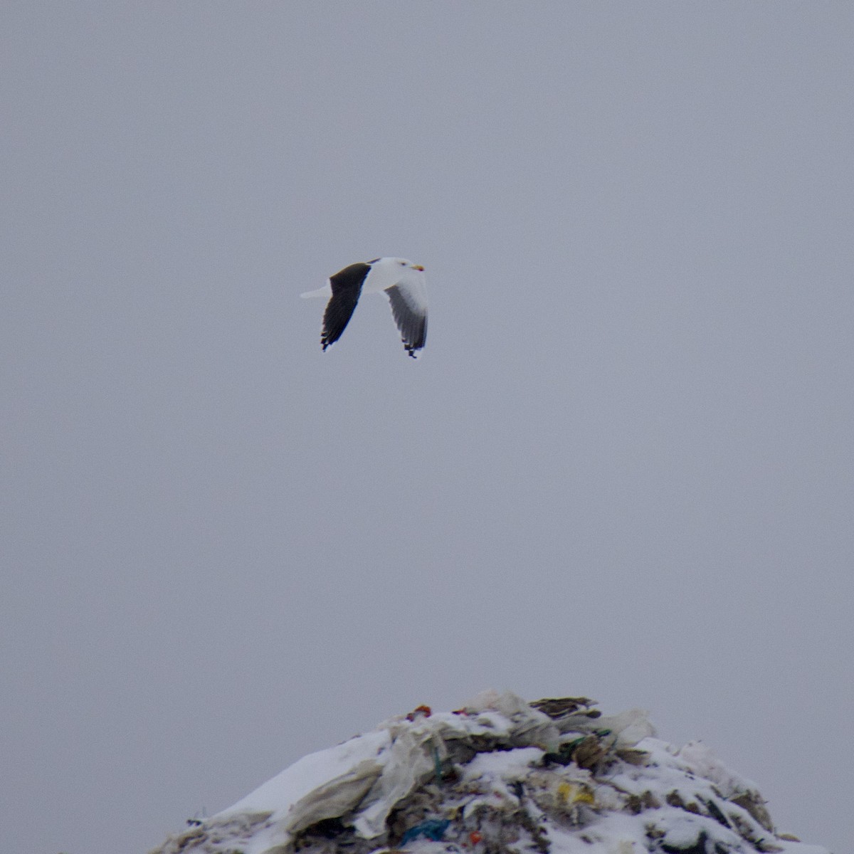 Great Black-backed Gull - ML650783144