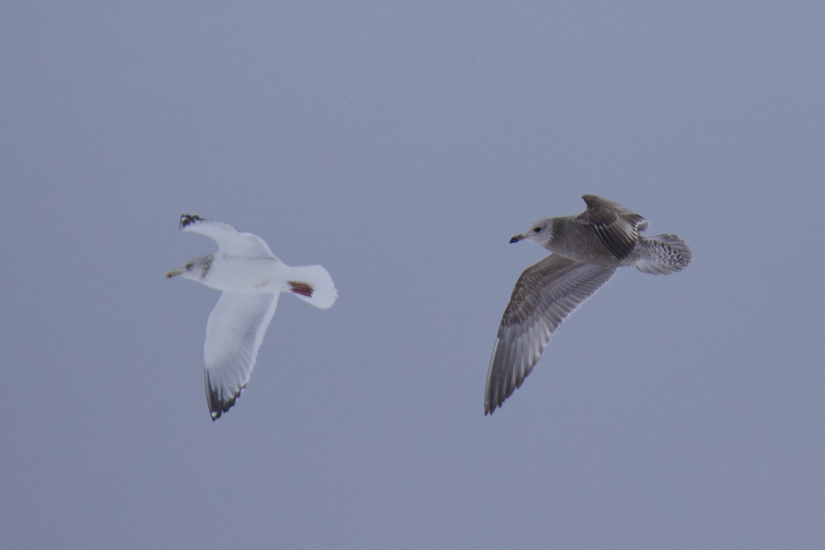 American Herring Gull - ML650783157