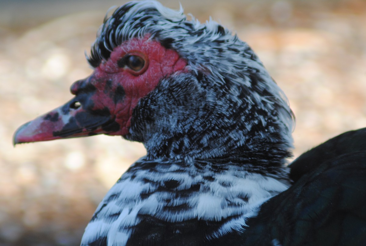 ברבר (מבוית) - ML650783160