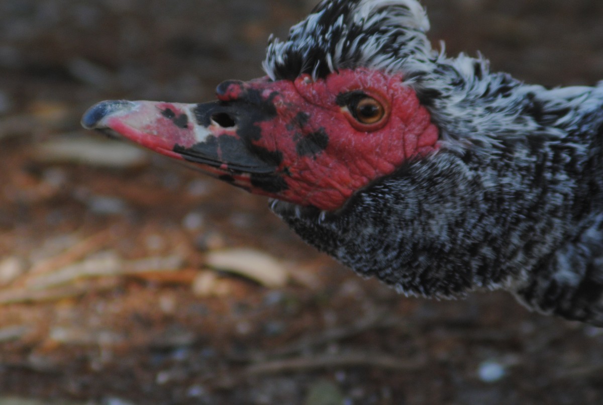 ברבר (מבוית) - ML650783161