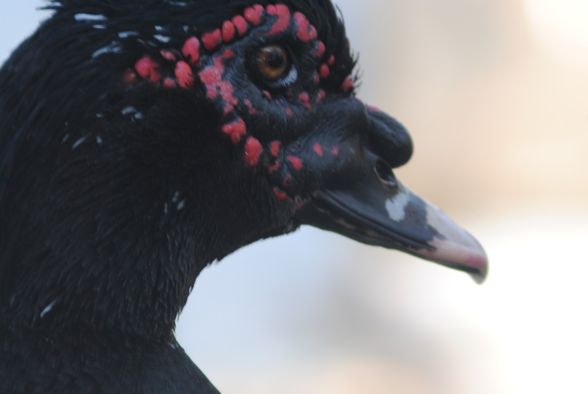 ברבר (מבוית) - ML650783162