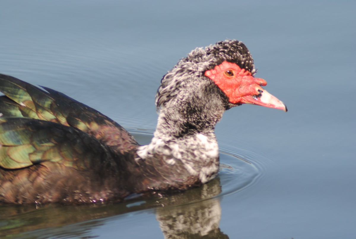 ברבר (מבוית) - ML650783163