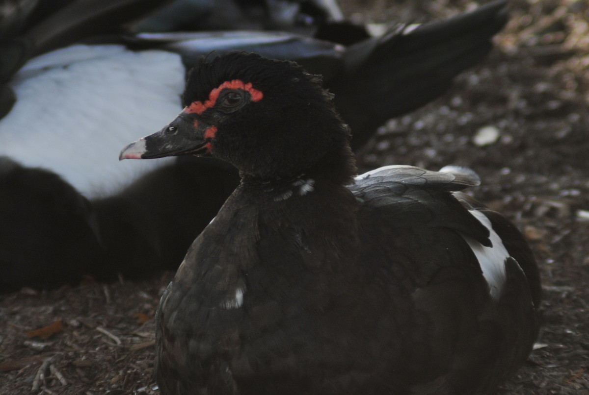 ברבר (מבוית) - ML650783164